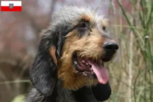 Read more about the article Thüringen’de Griffon Nivernais yetiştiricileri ve köpek yavruları