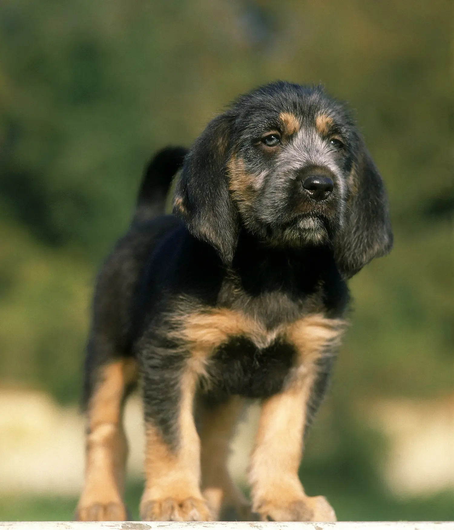 Bir Griffon Nivernais yavrusu satın almak sorumluluk almak demektir! Griffon Nivernais yavruları satın alın.