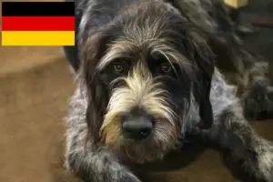 Read more about the article Almanya’da Griffon Nivernais yetiştiricileri ve köpek yavruları