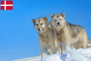 Read more about the article Danimarka’da Grönland köpeği yetiştiricileri ve yavruları