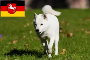 Read more about the article Aşağı Saksonya’daki Hokkaido yetiştiricileri ve köpek yavruları