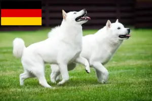 Read more about the article Almanya’daki Hokkaido yetiştiricileri ve yavru köpekler