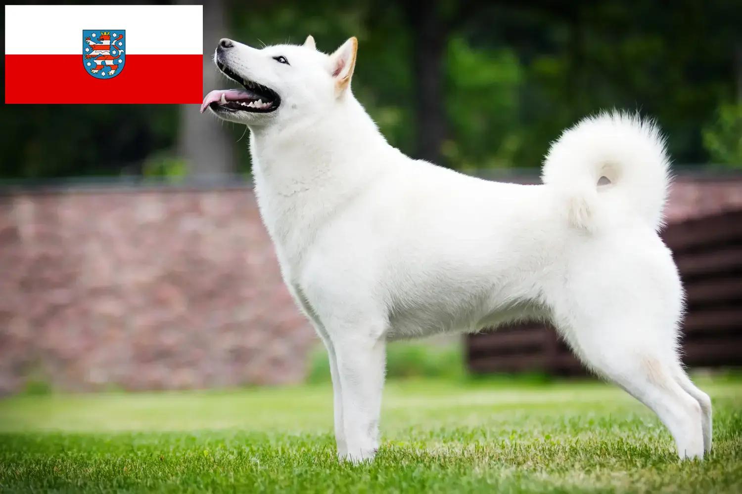 Hokkaido yavru köpek ve yetiştiricileri Thüringen Burada Thüringen'deki Hokkaido yetiştiricilerini bulabilirsiniz.