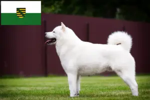 Read more about the article Saksonya’daki Hokkaido yetiştiricileri ve köpek yavruları
