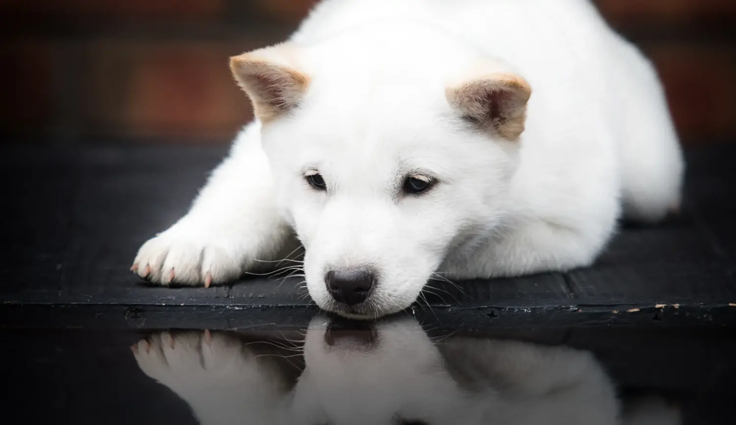 Bir Hokkaido yavrusu satın almak sorumluluk almak demektir! Hokkaido yavru köpekleri satın alın.