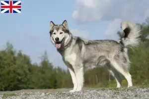 Read more about the article Büyük Britanya’daki Husky yetiştiricileri ve yavru köpekler