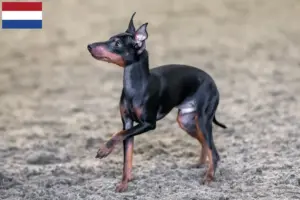 Read more about the article Hollanda’da İngiliz Oyuncak Terrier yetiştiricileri ve köpek yavruları