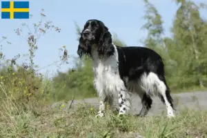 Read more about the article İsveç’te İngiliz Springer Spaniel yetiştiricileri ve köpek yavruları