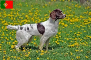 Read more about the article Portekiz’de İngiliz Springer Spaniel yetiştiricileri ve köpek yavruları