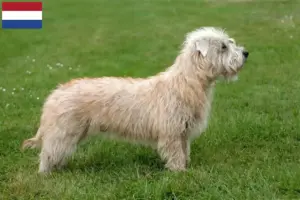 Read more about the article Hollanda’da Irish Glen of Imaal Terrier yetiştiricileri ve yavruları