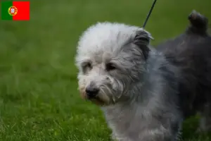 Read more about the article Portekiz’de Irish Glen of Imaal Terrier yetiştiricileri ve köpek yavruları