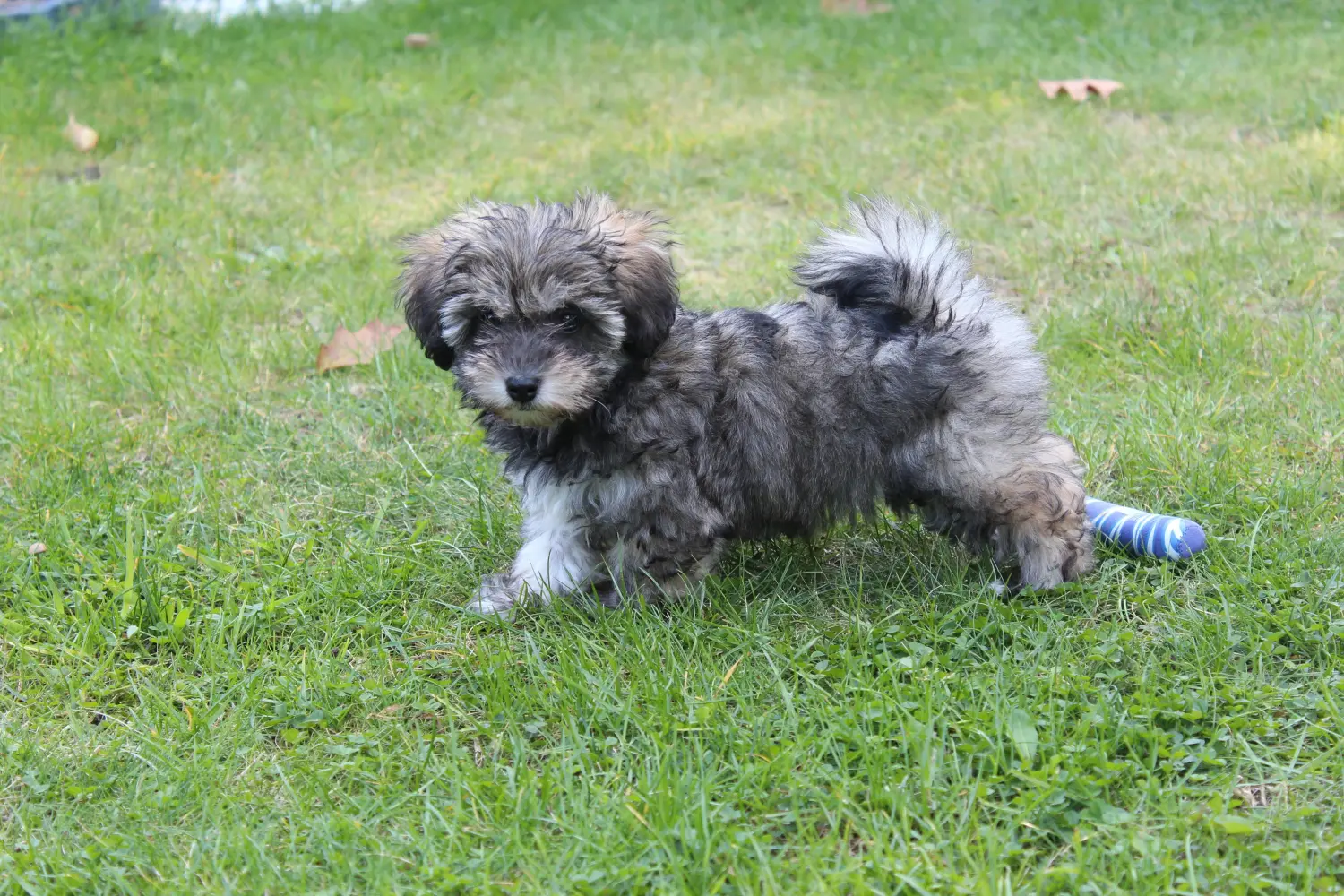 Bir İrlanda Glen of Imaal Terrier yavrusu satın almak sorumluluk almak demektir! İrlandalı Glen of Imaal Terrier yavruları satın alın.
