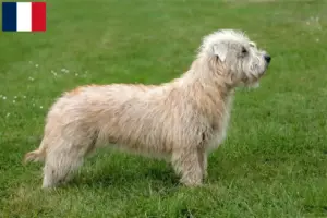Read more about the article Fransa’da Irish Glen of Imaal Terrier yetiştiricileri ve yavruları