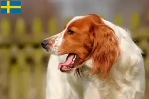 Read more about the article İsveç’te Kırmızı ve Beyaz İrlanda Seteri yetiştiricileri ve köpek yavruları