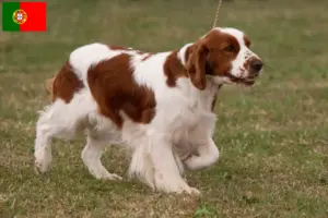 Read more about the article Portekiz’de İrlanda Kırmızı ve Beyaz Setter yetiştiricileri ve köpek yavruları
