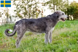 Read more about the article İsveç’te İrlanda Kurt Köpeği yetiştiricileri ve köpek yavruları