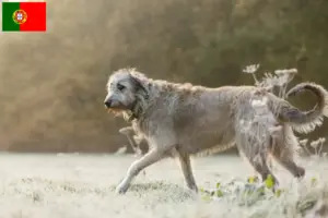 Read more about the article Portekiz’de İrlanda Kurt Köpeği yetiştiricileri ve köpek yavruları