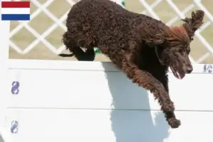Read more about the article Hollanda’da İrlanda Su Spanieli yetiştiricileri ve köpek yavruları