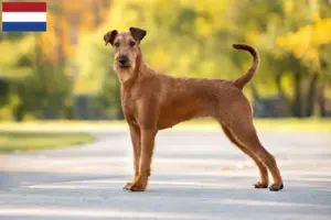 Read more about the article Hollanda’da İrlanda Teriyeri yetiştiricileri ve yavru köpekler