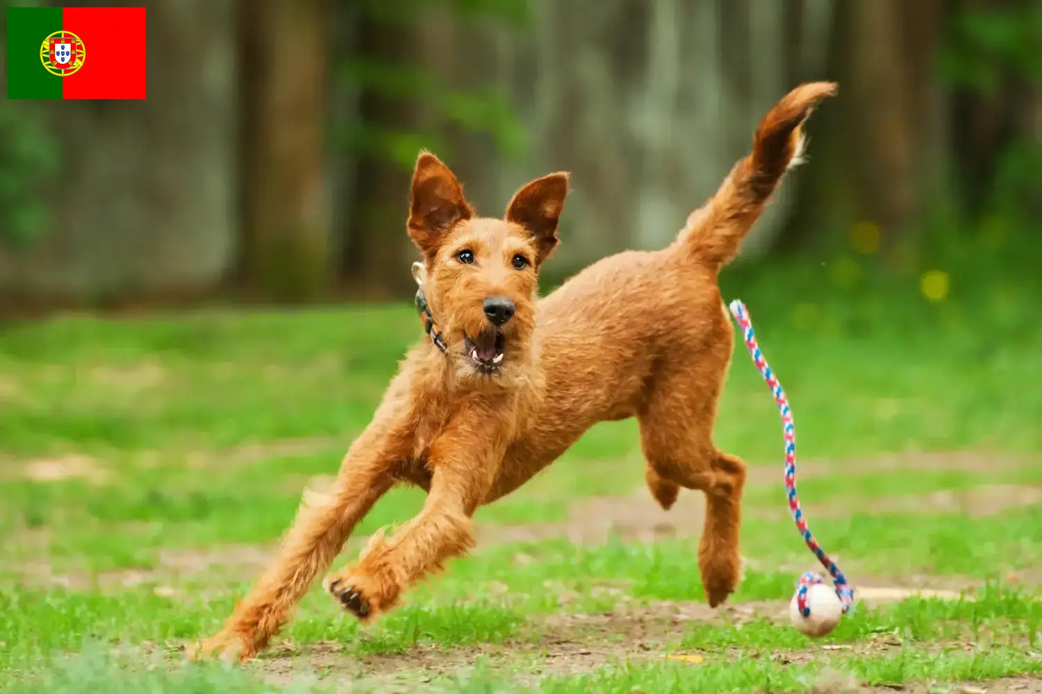 Read more about the article Portekiz’de İrlanda Teriyeri yetiştiricileri ve köpek yavruları