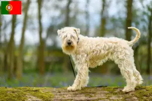 Read more about the article Portekiz’de İrlanda Yumuşak Kaplı Wheaten Terrier yetiştiricileri ve köpek yavruları