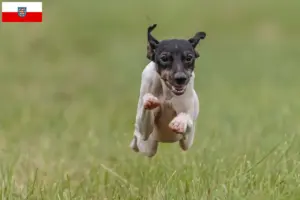 Read more about the article Thüringen’de Japon Teriyeri yetiştiricileri ve köpek yavruları