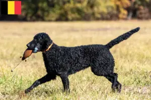 Read more about the article Belçika’da Curly Coated Retriever yetiştiricileri ve köpek yavruları