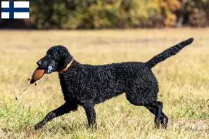 Read more about the article Finlandiya’da Curly Coated Retriever yetiştiricileri ve köpek yavruları