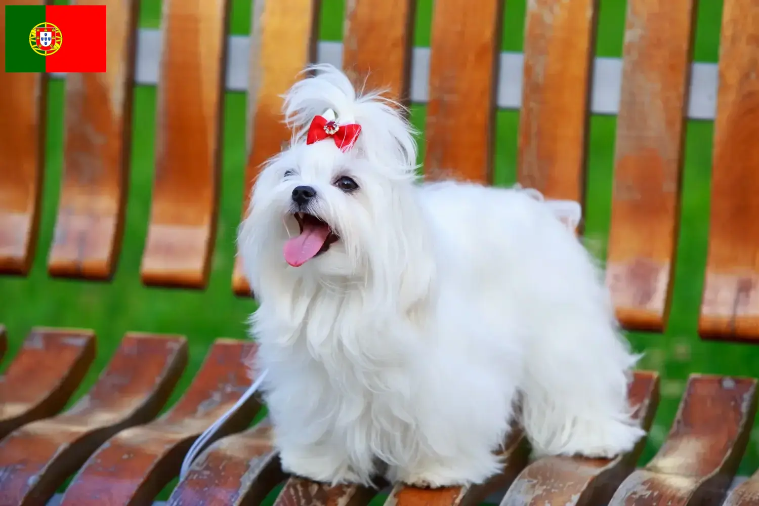 Read more about the article Portekiz’deki Malta yetiştiricileri ve köpek yavruları