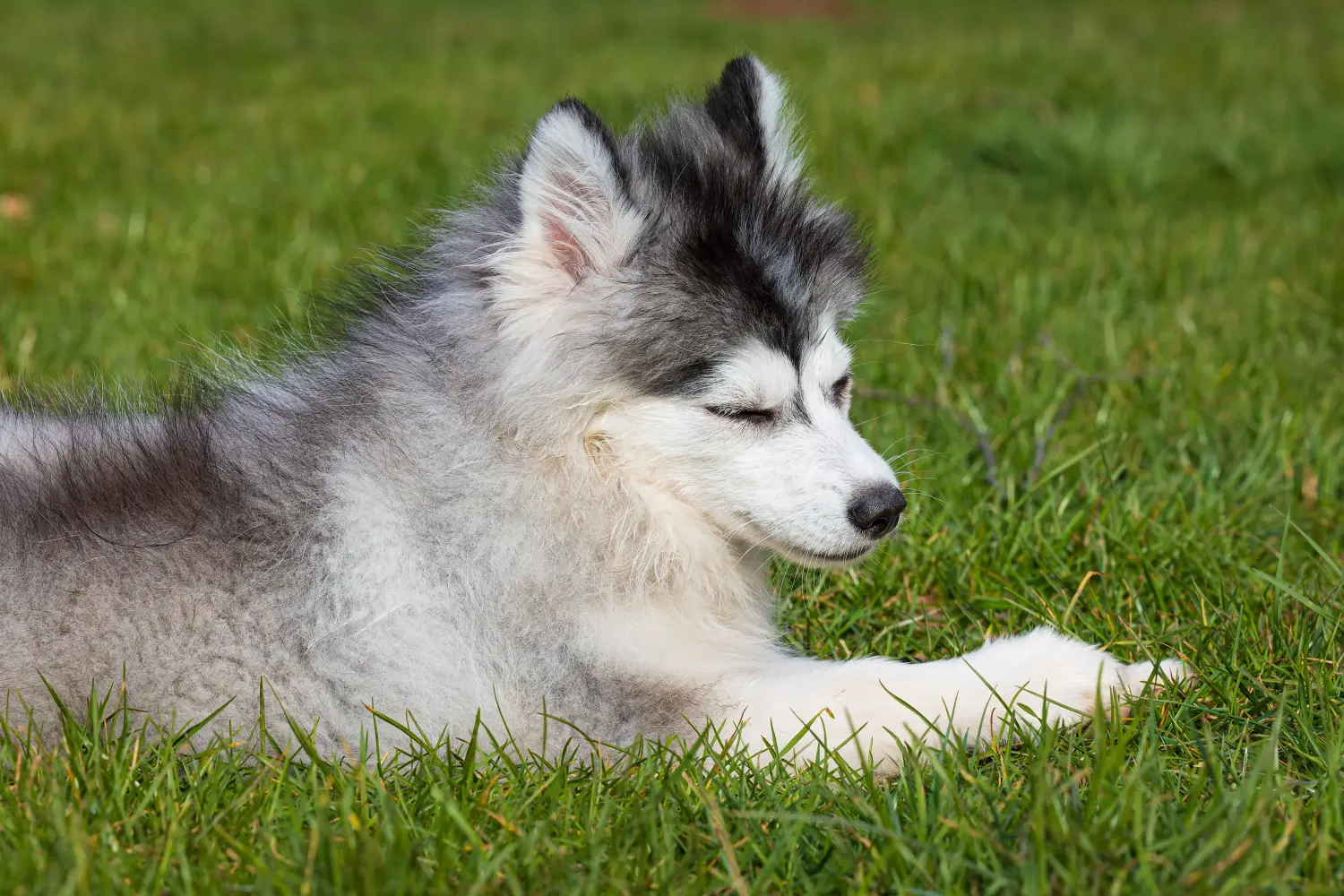 Bir Pomsky yavrusu satın almak sorumluluk almak demektir! Pomsky yavrusu satın al.