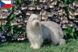 Read more about the article Çek Cumhuriyeti’ndeki Bearded Collie yetiştiricileri ve yavru köpekler