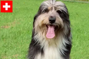 Read more about the article İsviçre’de Wäller yetiştiricileri ve köpek yavruları